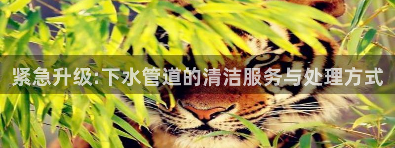 天辰娱乐885544